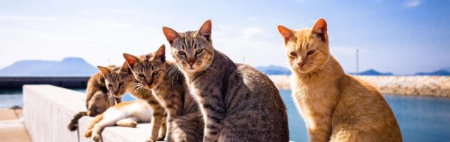 Comprendre le caractère du chat : comprendre les tempéraments et les comportements